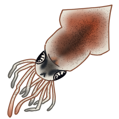 Firefly Squid Info Project